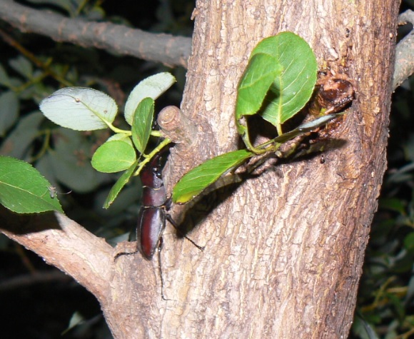 中州のヤナギ 真ん中のヤナギ-左の枝_ノコギリクワガタ♂_2021年6月18日 19時30分頃 気温23度